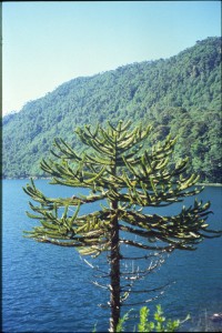 0220 NP Huerquhue.jpg